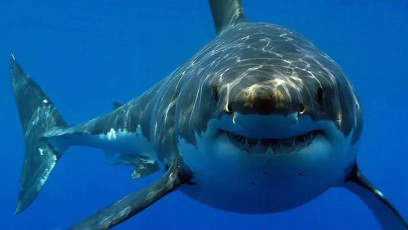 Проектировщик борского океанариума банкротит «Нижегородскую корпорацию развития»