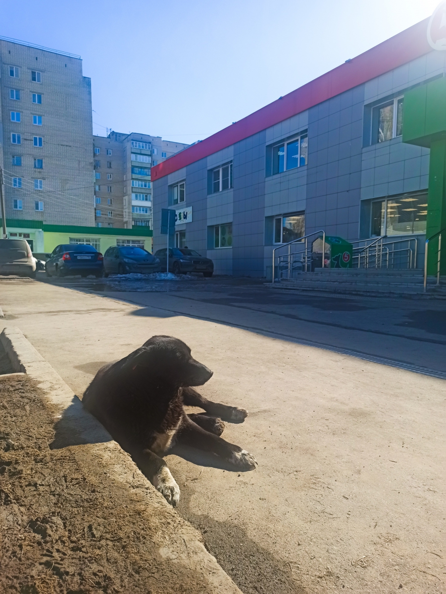 Собака напала на ребенка в центре города Бор