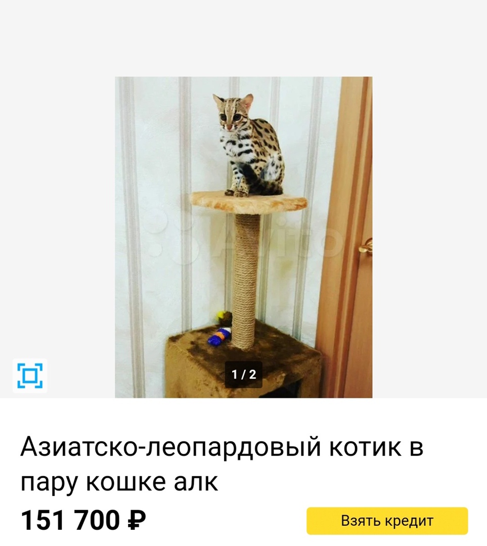 Котик за 151 тысячу рублей продается на Бору