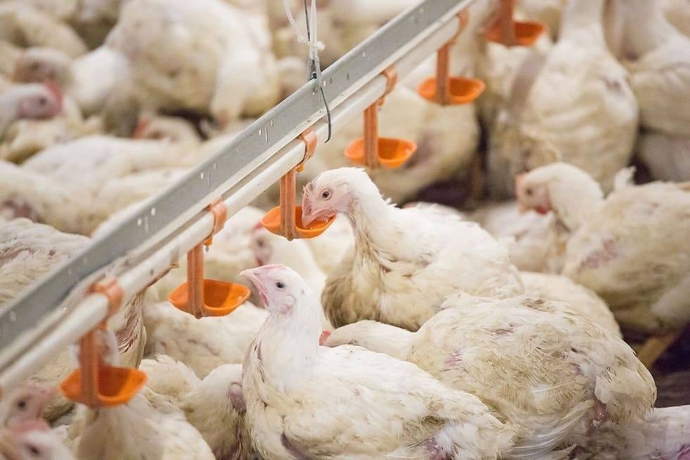 "Линдовскую птицефабрику" оштрафуют на 1,6 миллиона