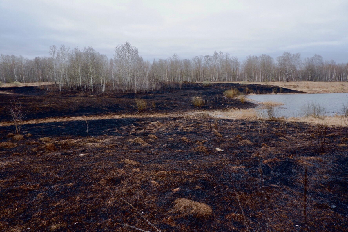 Погода на бору на неделю нижегородской обл. Бор в почве. Выгоревший от помета Бакланов лес в Швеции вокруг озера. Дуна на Бору.