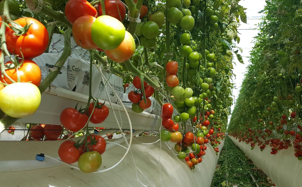 Тепличный комбинат в городе Бор планируют запустить летом