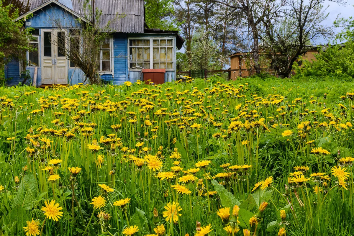 В Госдуме опровергли информацию о штрафах для дачников за одуванчики
