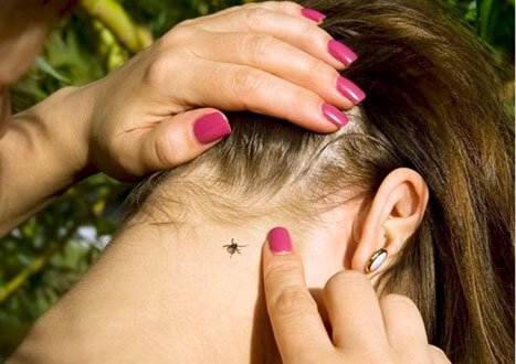 Роспотребнадзор еженедельно публикует информацию о присасывании клещей