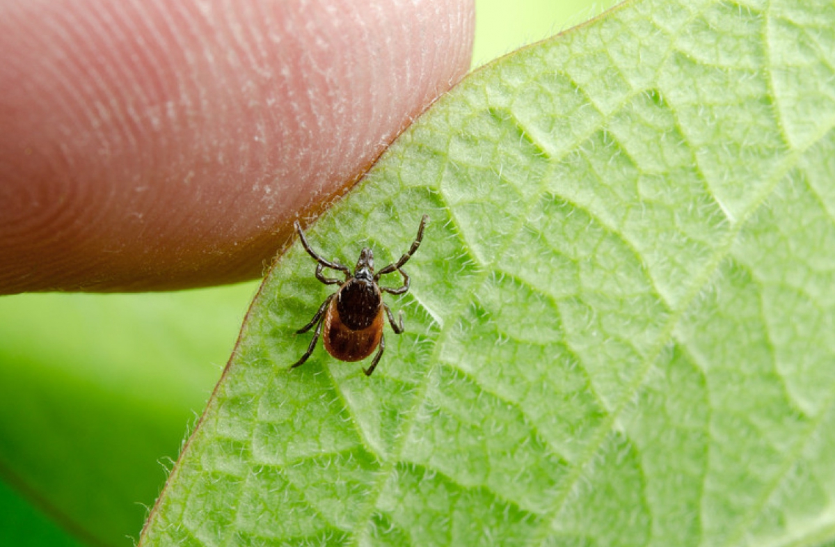 Клещи терроризируют жителей Бора