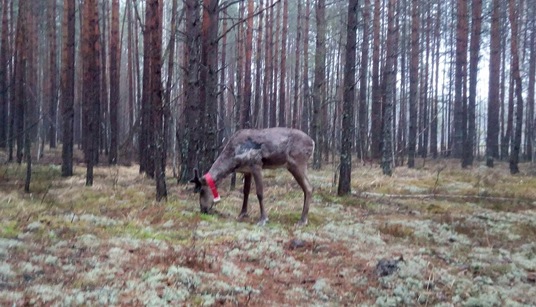 В Нижегородской области увеличилась численность диких животных