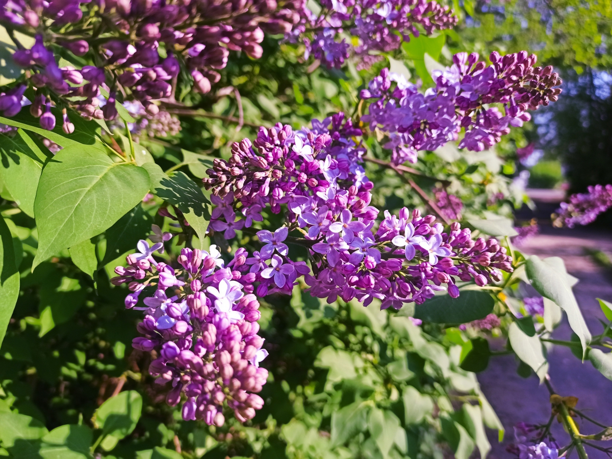 Аномальная жара на Бору