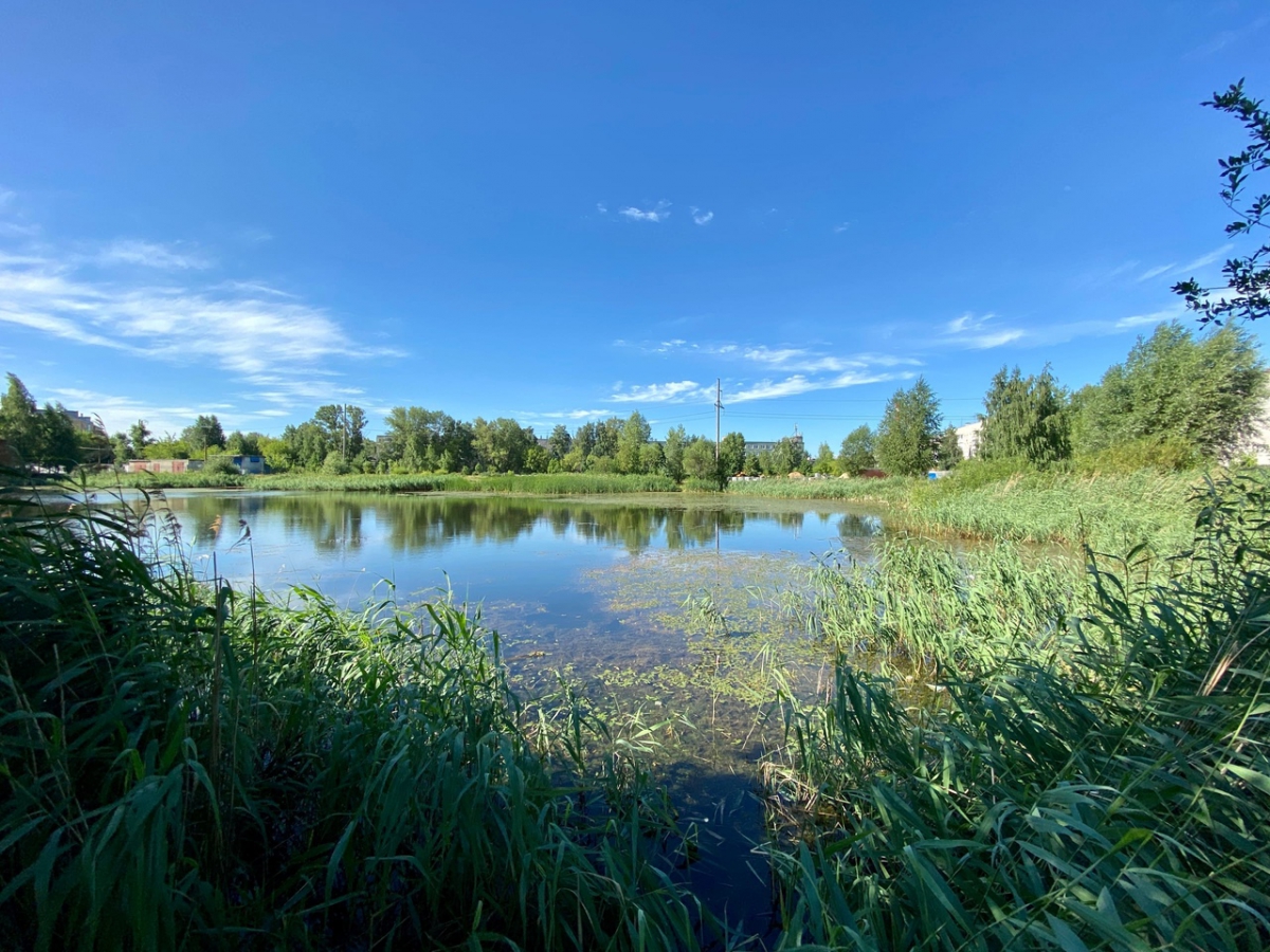 В парке Максимова почистят берег водоема