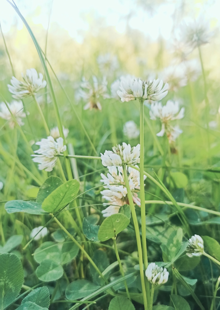 Аномальная жара покидает Бор