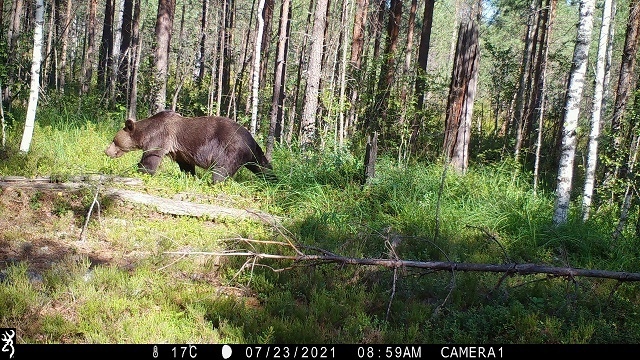 Медведь-фотограф появился на Бору
