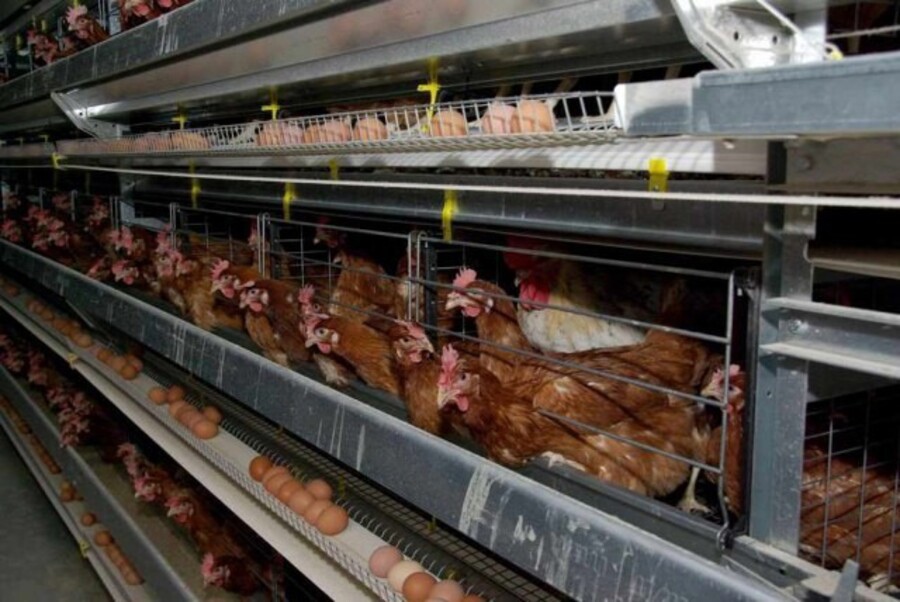 Линдовской птицефабрике утроили ранее наложенный штраф за уклонение от исполнения административного наказания