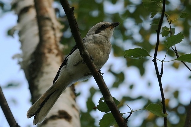 Подходит к концу очередной сезон учетов птиц в Керженском заповеднике