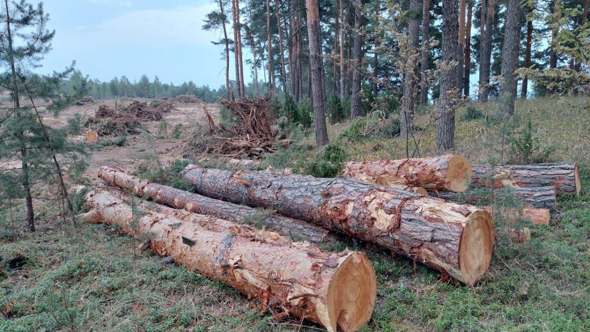 Реконструкция нефтепровода в Борском округе не требовала столь масштабной вырубки леса
