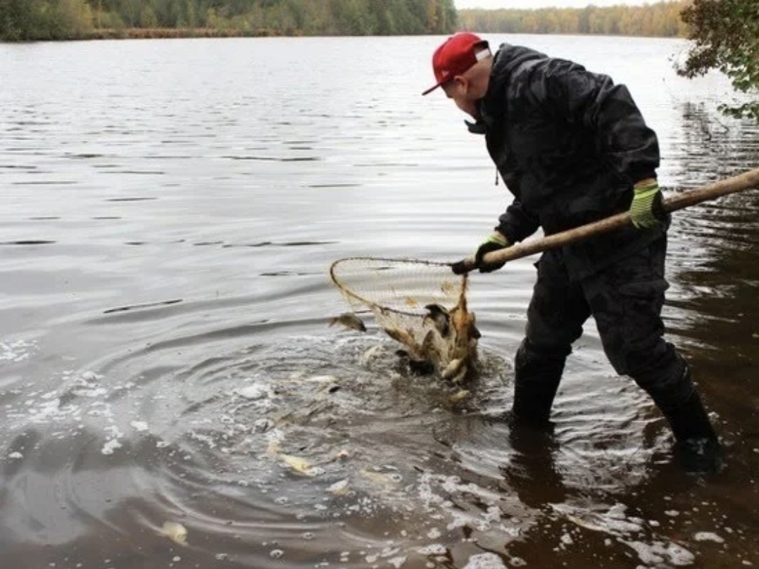 В борское озеро выпустили тонну рыбы