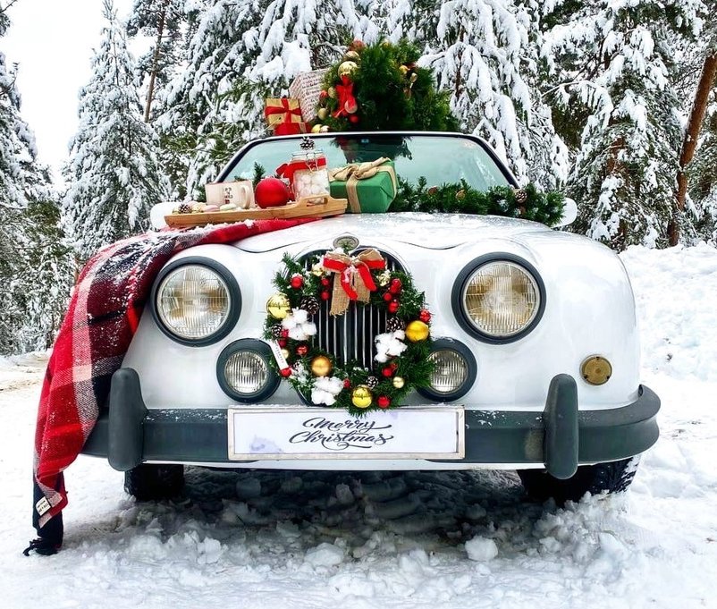 Как легально и дешево купить елку на Бору?