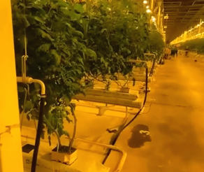 Скоро в Борских теплицах поспеют помидорки