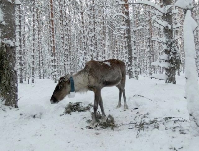 Новогодний подарок получил северный олень Захар из Керженского заповедника