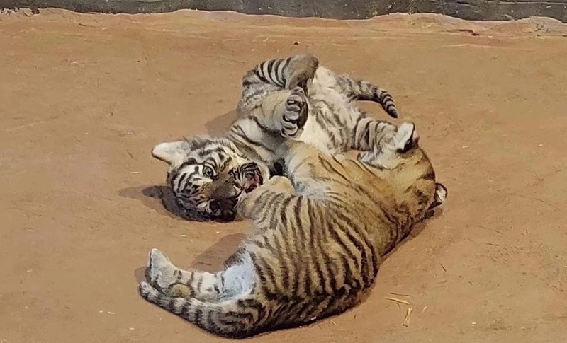 В зоопарке «Лимпопо» появились на свет два маленьких символа года — бенгальские тигрята