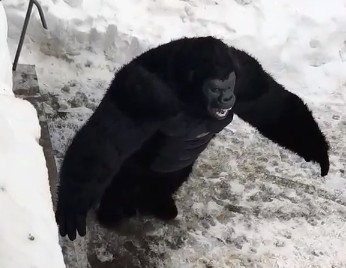 На Бору завелись танцующие гориллы