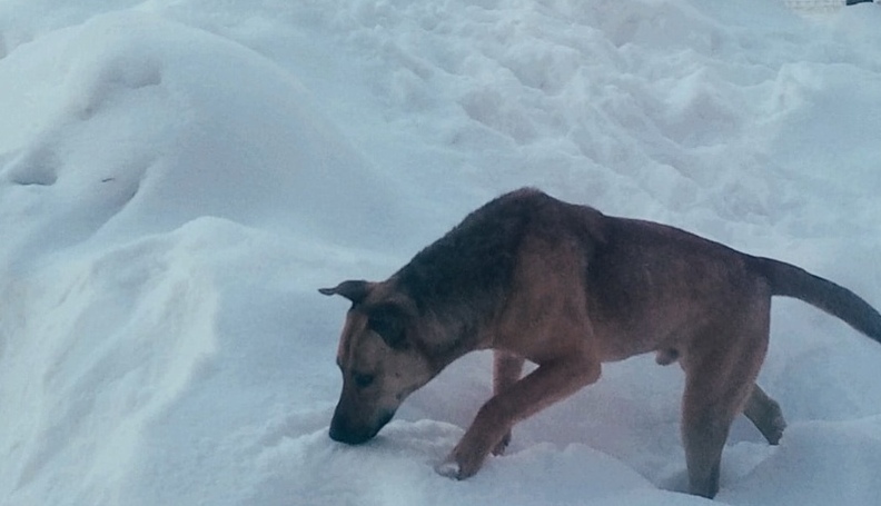 Адекватно ли себя ведут некоторые борчане?
