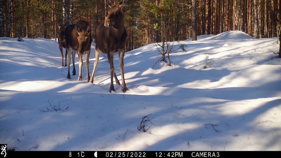 Лоси гуляют по насту в Керженском заповеднике