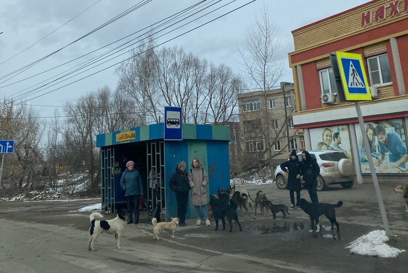 Стая собак пугает жителей М.Пикино