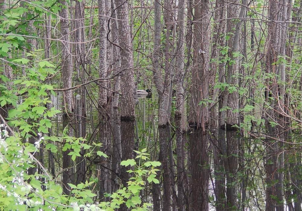 Новый пруд с утками появился в городе Бор из-за разрыва водопровода