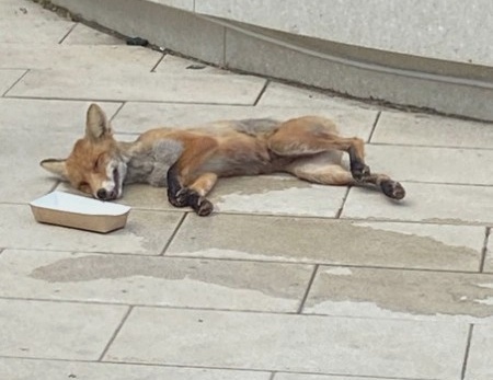 Рядом с канаткой нашли лисенка, больного бешенством