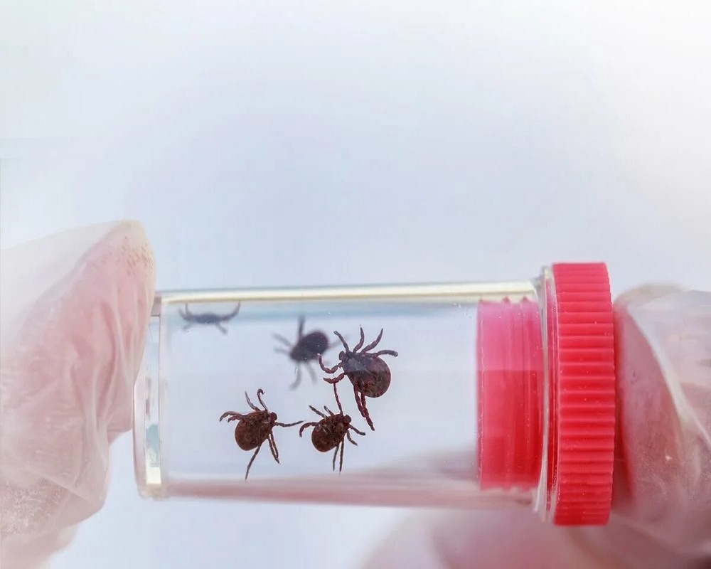 Первый клещ с опасной болезнью выявлен на Бору