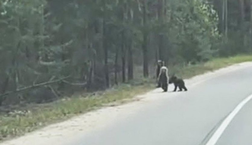 Три медведя вышли на дорогу на Бору