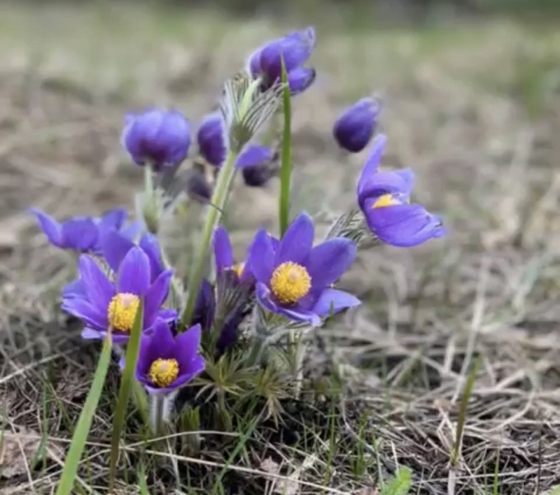 Порадует ли погода жителей Бора