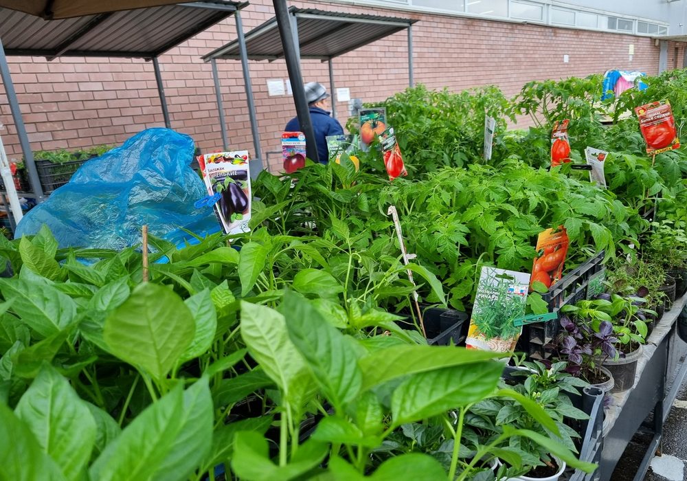 Рассада на Бору тоже подросла в цене