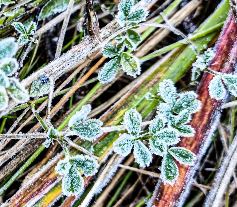 Заморозки ожидаются в Нижегородской области