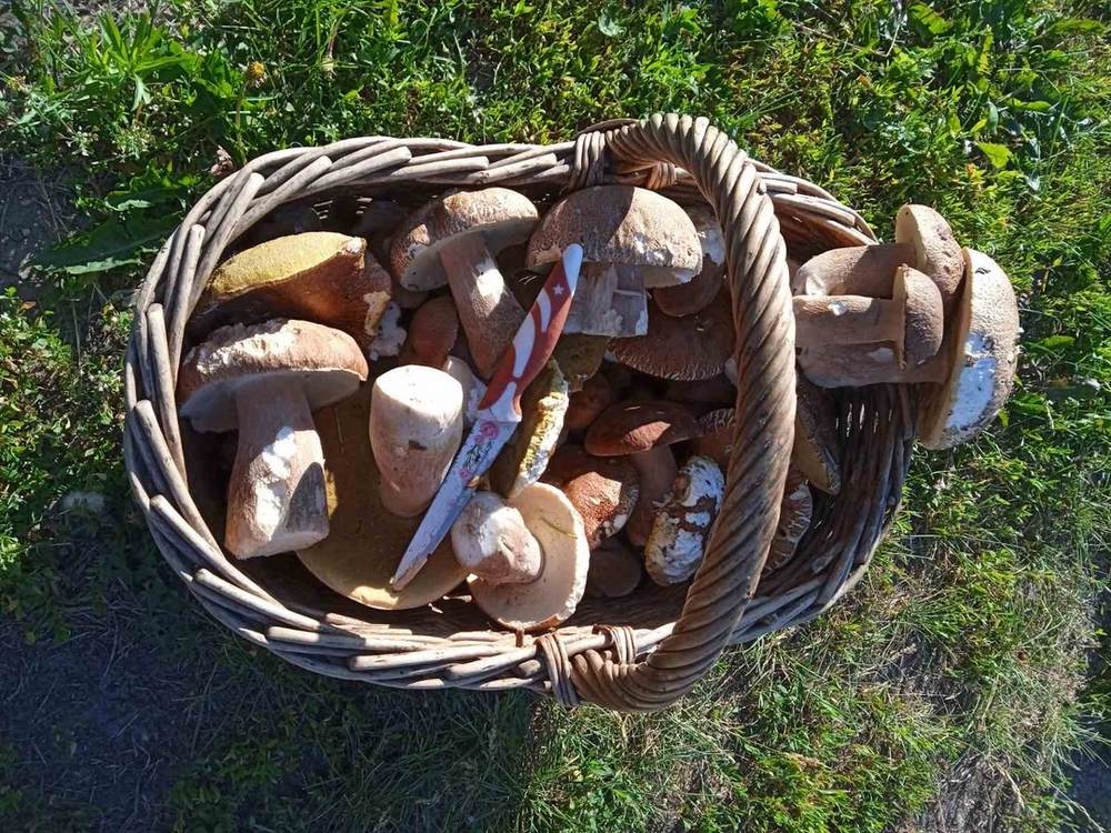 Грибной сезон на Бору