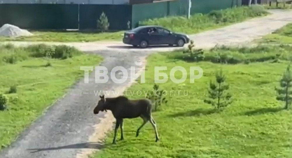 Необычные гости посетили Неклюдово