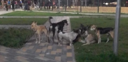 Подробности нападения собак на ребенка в поселке Октябрьский