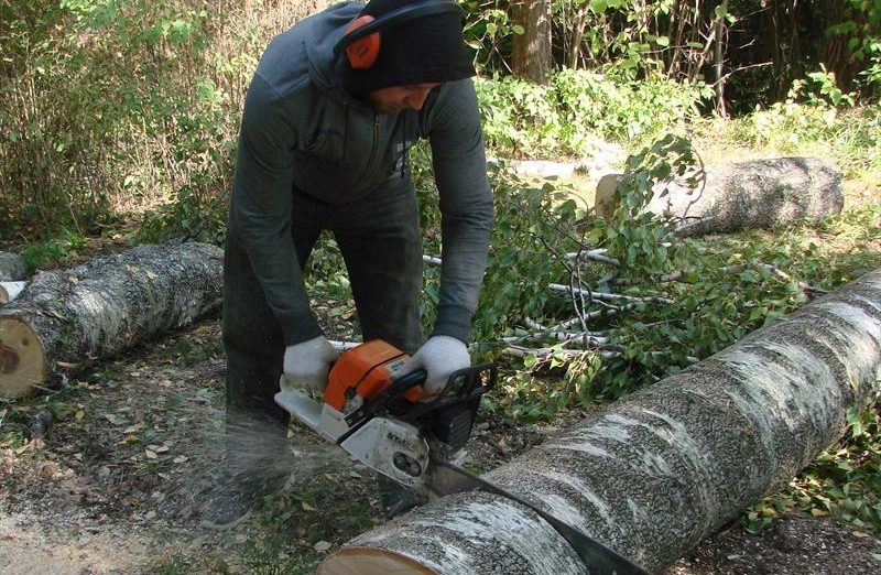 Борчанин напилил деревьев на судебное разбирательство