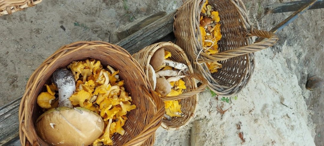 Грибы пошли после обильных ливней в Нижегородской области