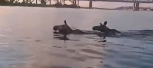 Кого увидели рыбаки в районе Борского моста?