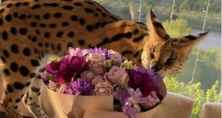 Африканского хищника нашли на Бору