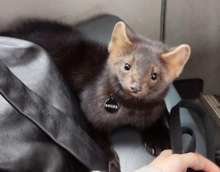 Ночной зверь удивил жителей Боталово-4