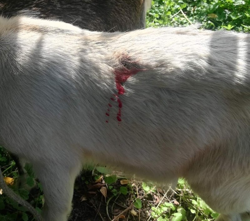 Хаски искусала козленка в Малом Пикино