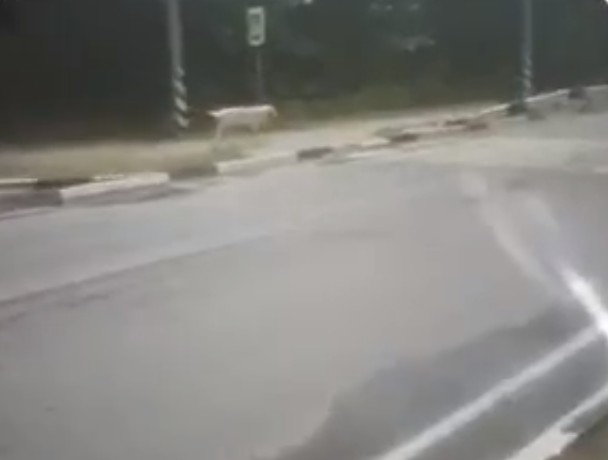 Борский крокодил напугал жителей второго микрорайона