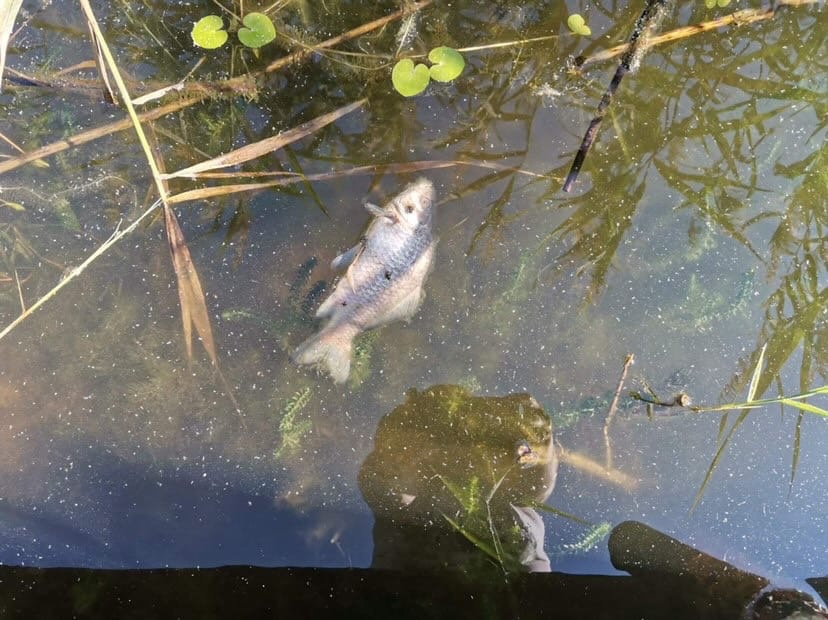 На одном из борских водоёмов гибнет рыба