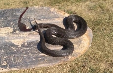 Нашествие змей в Борском районе
