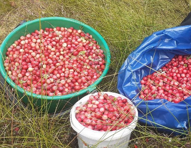 В Борском районе начинается сезон клюквы
