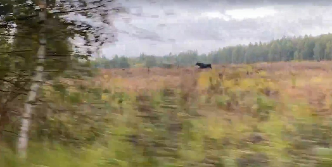 Борский район. Грибов нет. Зато есть быстрый лось!