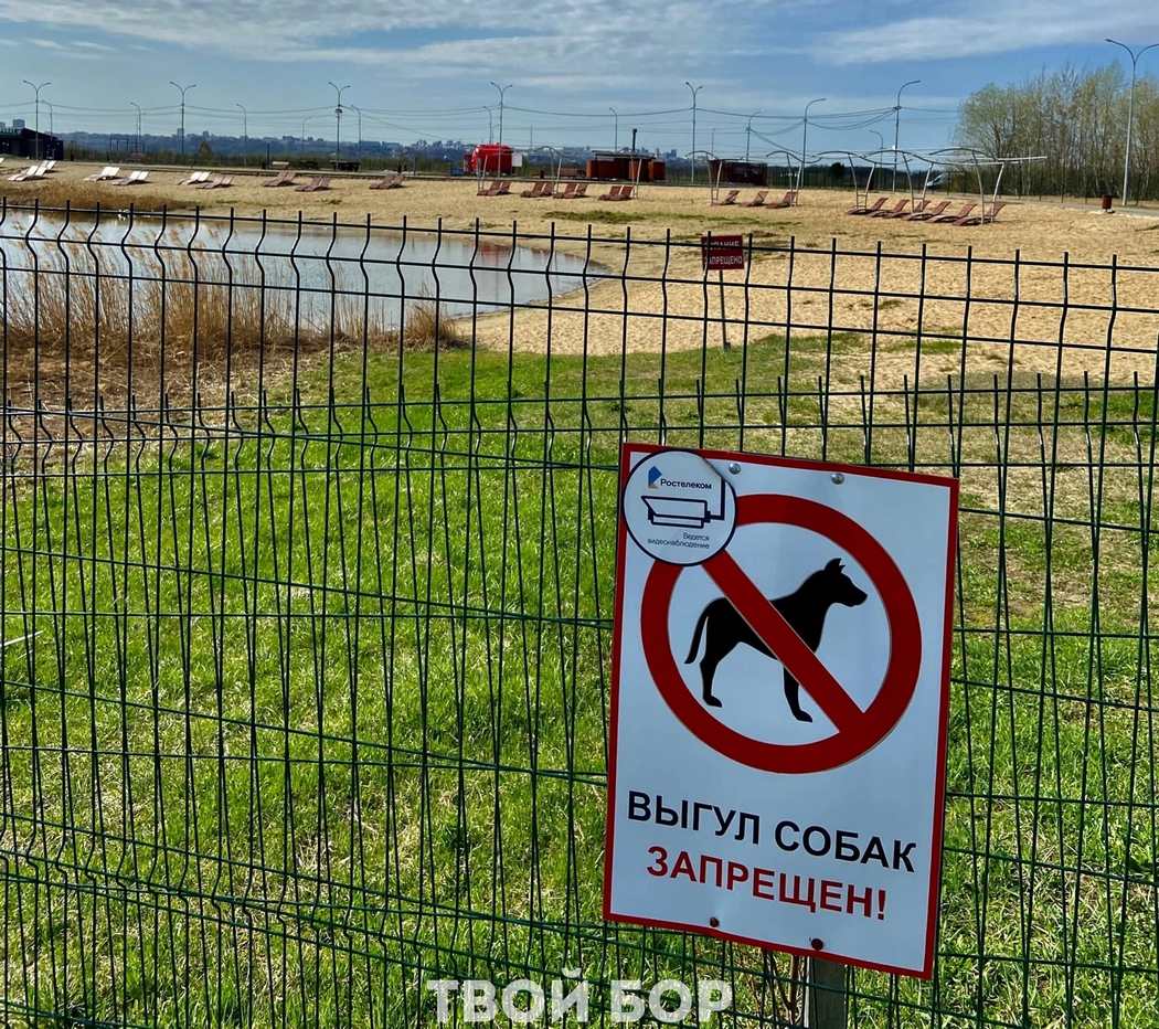 В Нижегородской области могут ввести дополнительные правила содержания домашних животных