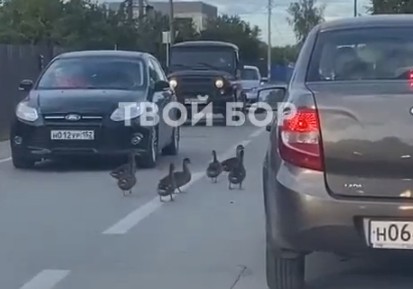 Крылатая банда парализовала движение на борской дороге