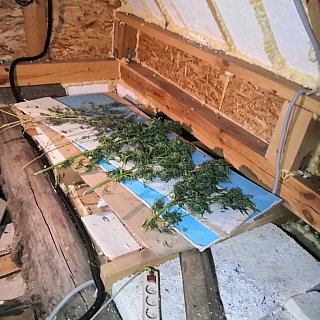 Коноплю выращивал житель борской деревни 2